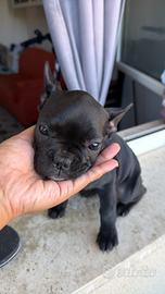 Cucciola bulldog francese femmina
