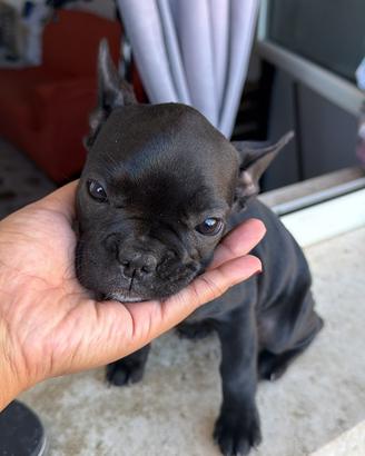 Cucciola bulldog francese femmina