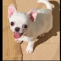 CHIHUAHUA chihuahua Chihuahua