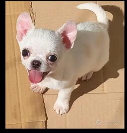 CHIHUAHUA chihuahua Chihuahua