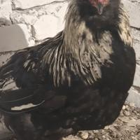 Araucana