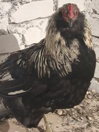 Araucana