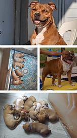 Staffy