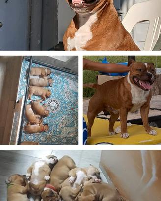 Staffy