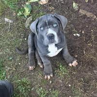 Cucciolo cane corso