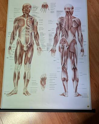 Stampe per studio professionale o medico