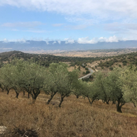 Uliveto con casa di campagna