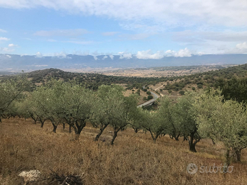 Uliveto con casa di campagna