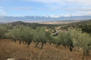 Uliveto con casa di campagna