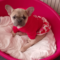 Bulldog francese