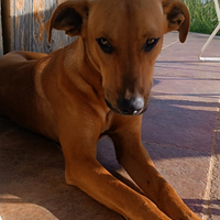 Cucciolo mix Cirneco dell'Etna