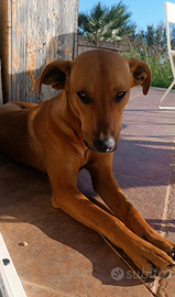 Cucciolo mix Cirneco dell'Etna