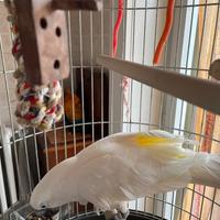 Pappagallo Cacatua Alba