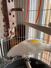 Pappagallo Cacatua Alba