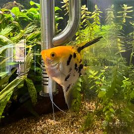 Scalare koi – Pesce d’acquario