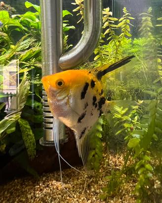 Scalare koi – Pesce d’acquario