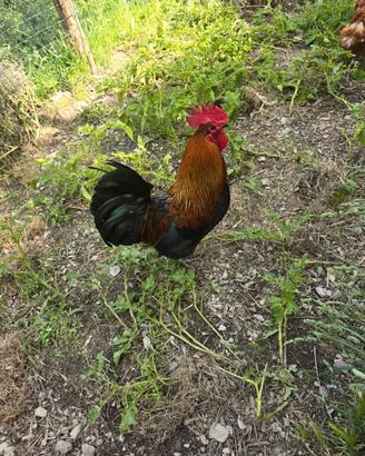 Gallo livornese collo oro