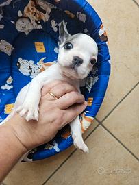 Bulldog Francese mini