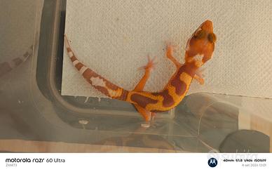 Geco Leopardino