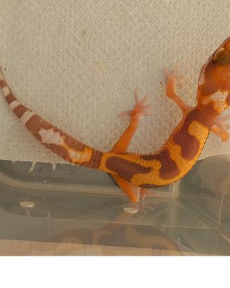 Geco Leopardino