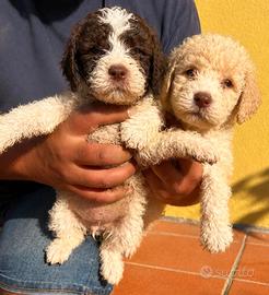 Lagotto romagnolo