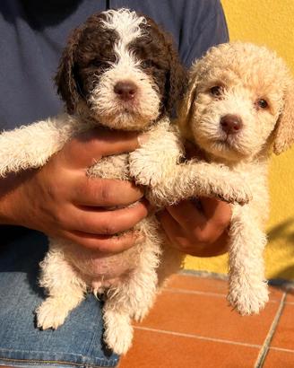 Lagotto romagnolo