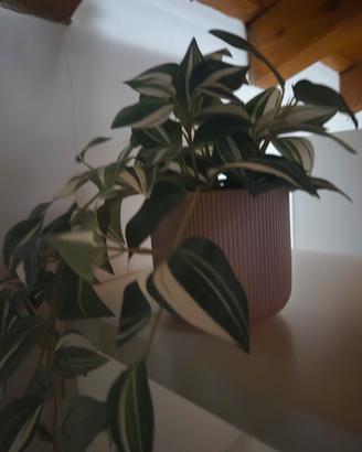 vaso piante