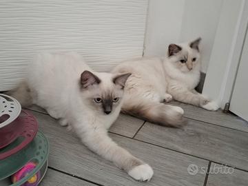 Ciccioli ragdoll