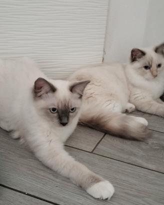 Ciccioli ragdoll