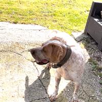 Bracco pointer