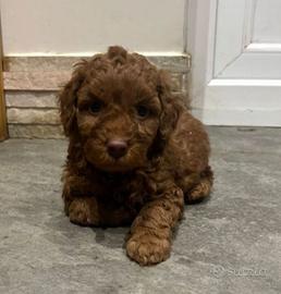 Cuccioli barboncini mini toy maschio femmina