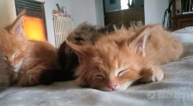 Gattini Maine Coon