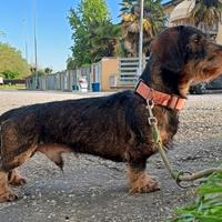 Monte di bassotti pelo duro da caccia