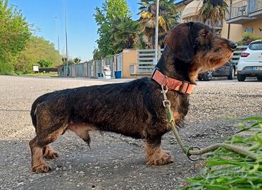 Monte di bassotti pelo duro da caccia