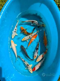 Carpa Koi pesci laghetto