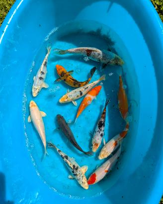 Carpa Koi pesci laghetto