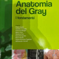 anatomia del gray