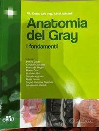 anatomia del gray