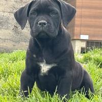 Cane corso