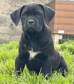 Cane corso