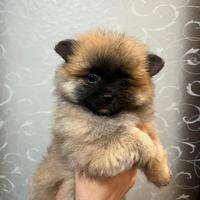 Cucciolo spitz Pomerania