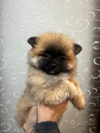 Cucciolo spitz Pomerania