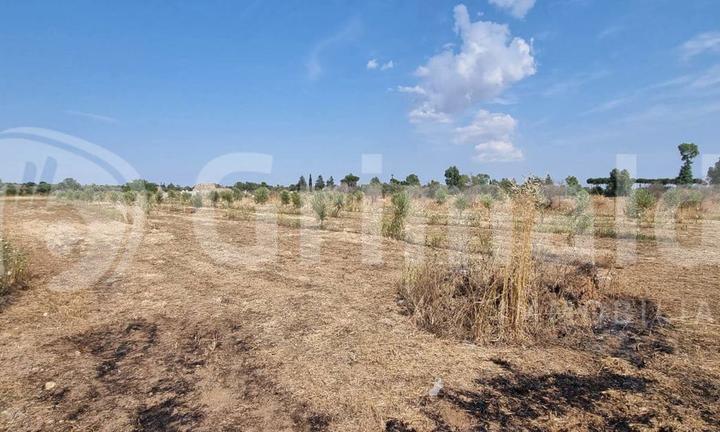 Terreno Agricolo Alezio [Cod. rif 3248842VCG]