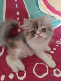 Gattini Persiani