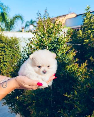 Spitz tedesco nano/ Pomerania
