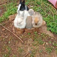 Coniglietti nani varie cucciolate