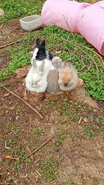 Coniglietti nani varie cucciolate