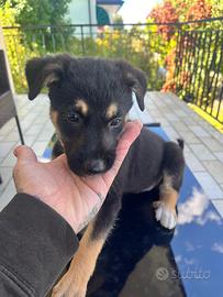 Cuccioli cane