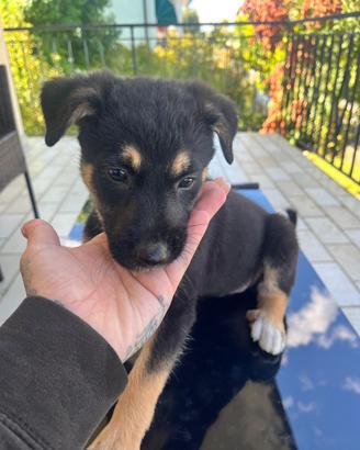 Cuccioli cane