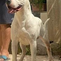 Stallone Dogo Argentino